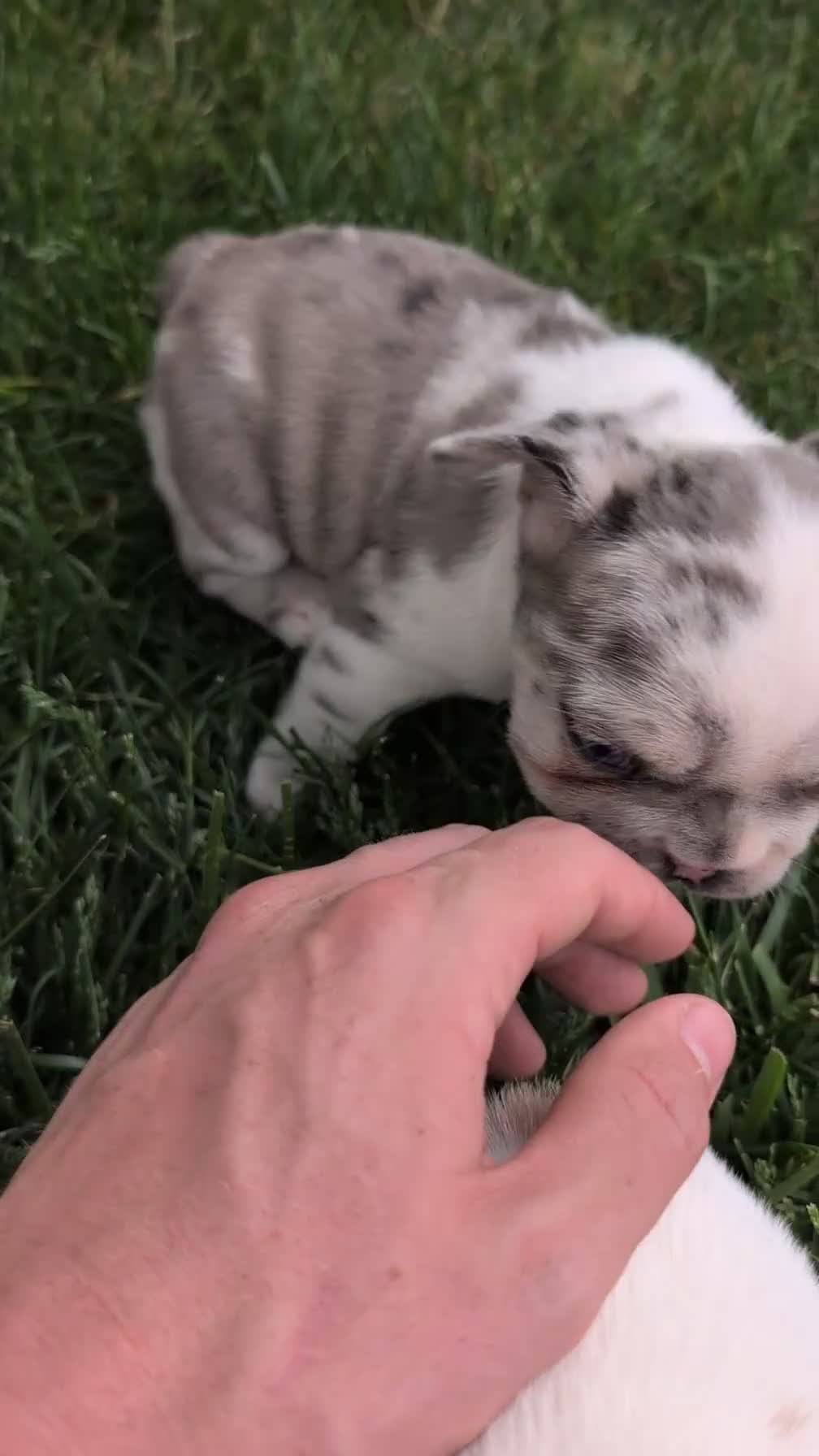 French Bulldog dogs for sale: Kya - Video 1