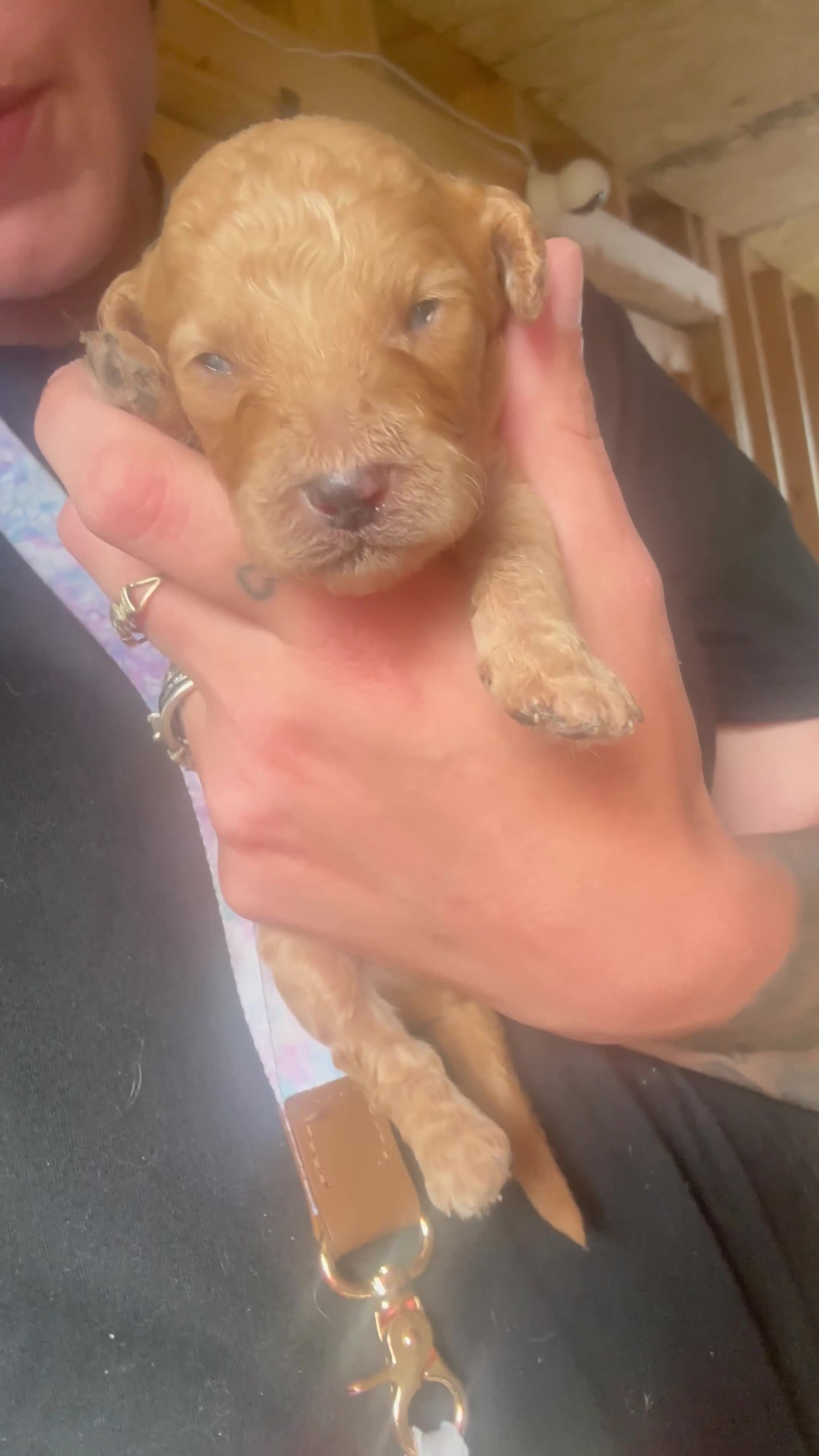 Cavapoo dogs for sale: Cavapoo 1 - Video 1