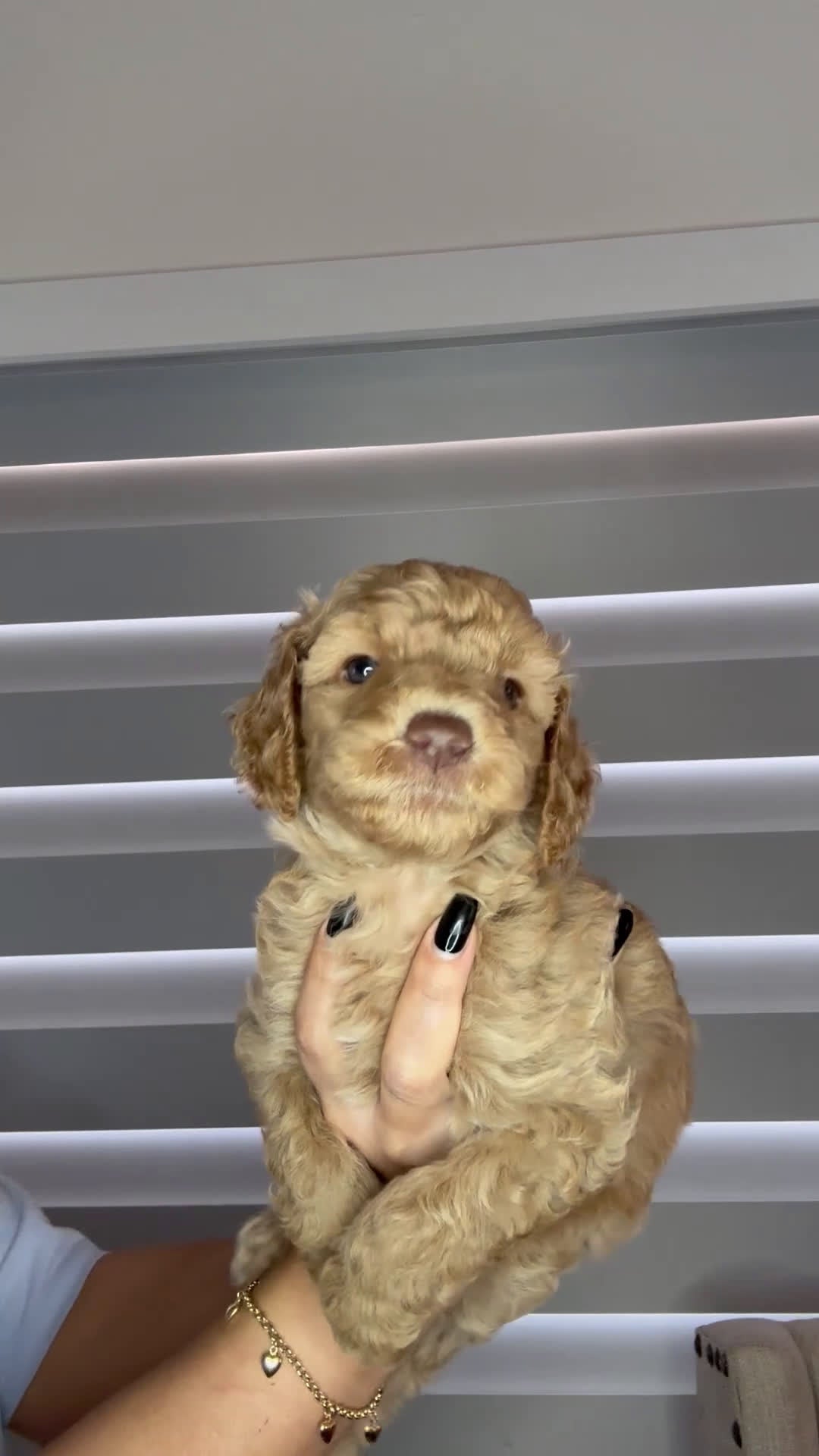 Goldendoodle dogs for sale: Goldendoodle Puppy 3 - Video 1