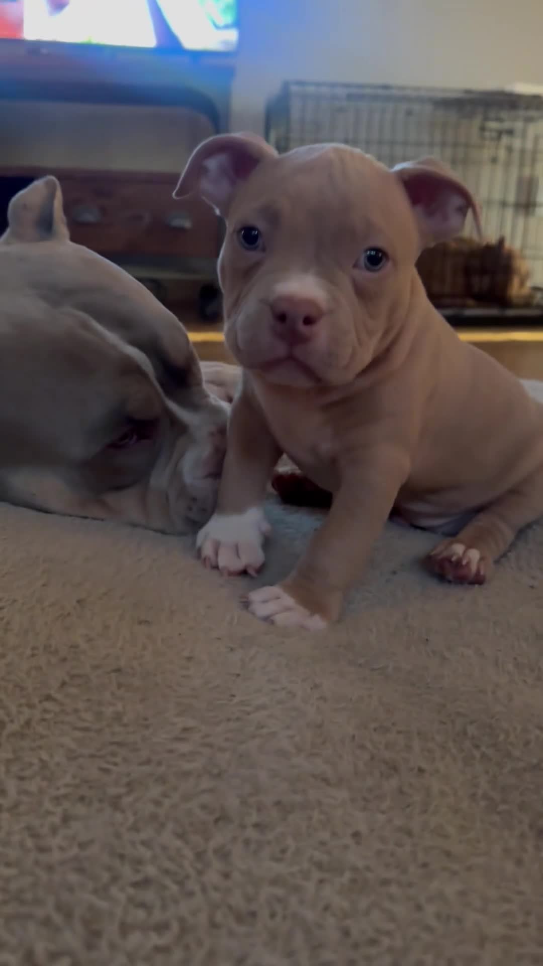 American Bully dogs for sale: American Bully 2 - Video 1