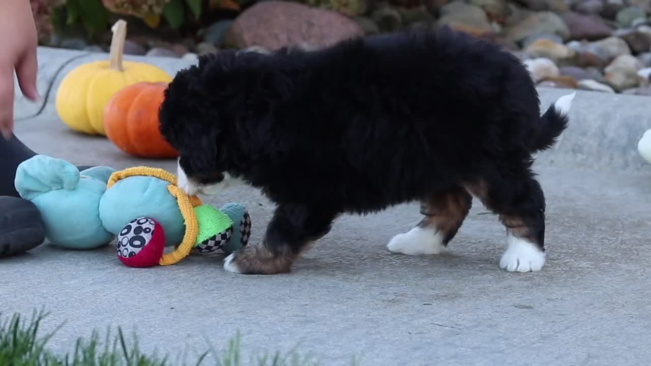 Mini Bernedoodle dogs for sale: Shadow - Video 2