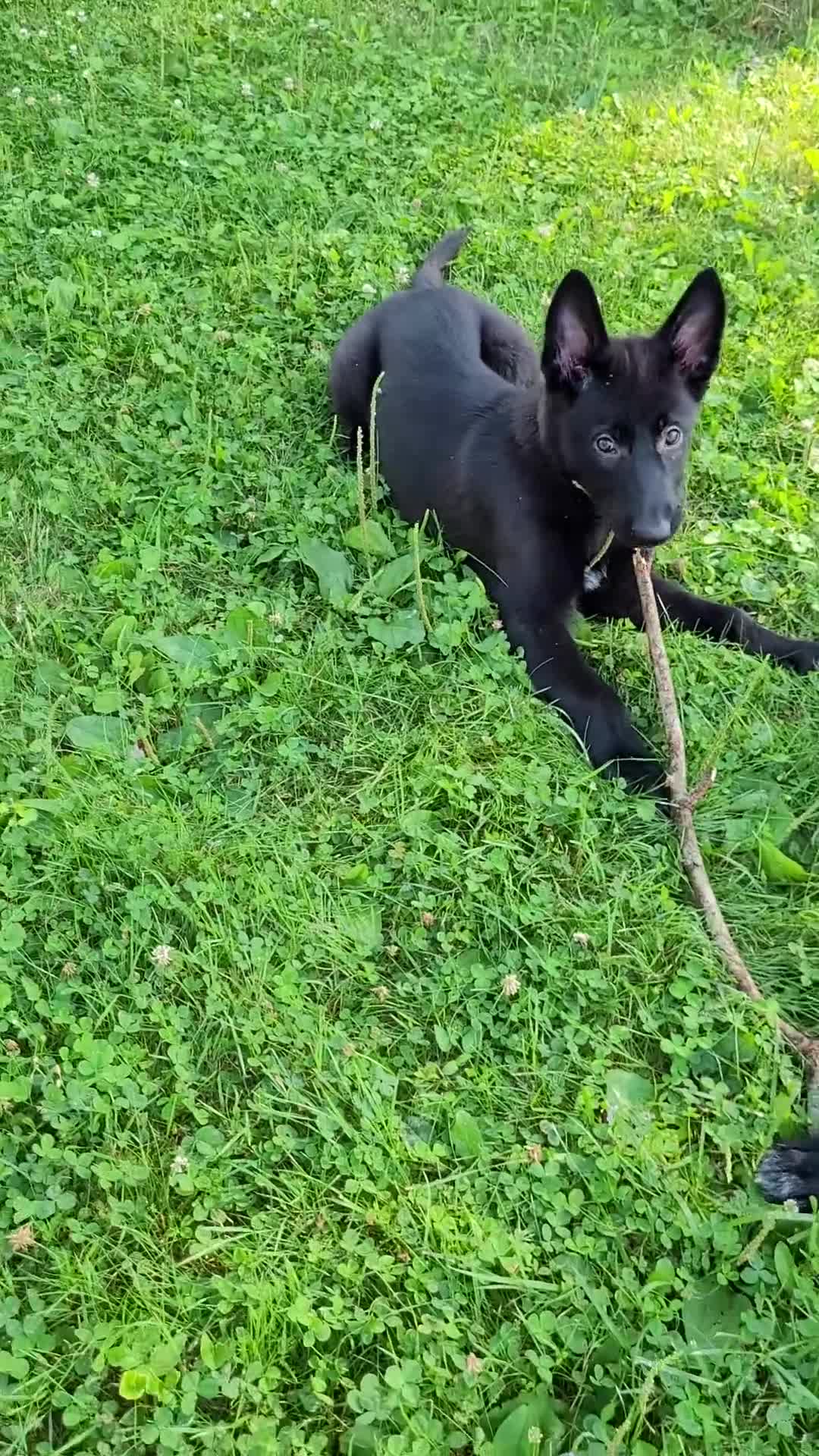 Mixed Breed dogs for sale: Freya - Video 1