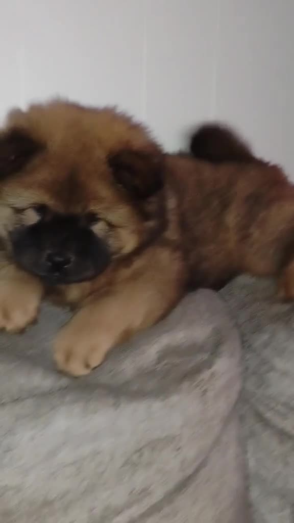Chow Chow dogs for sale: Black male - Video 1
