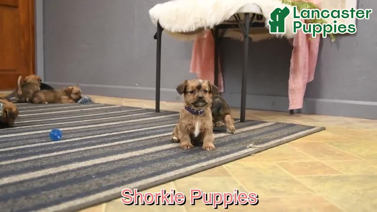Shorkie dogs for sale: Shane - Video 1