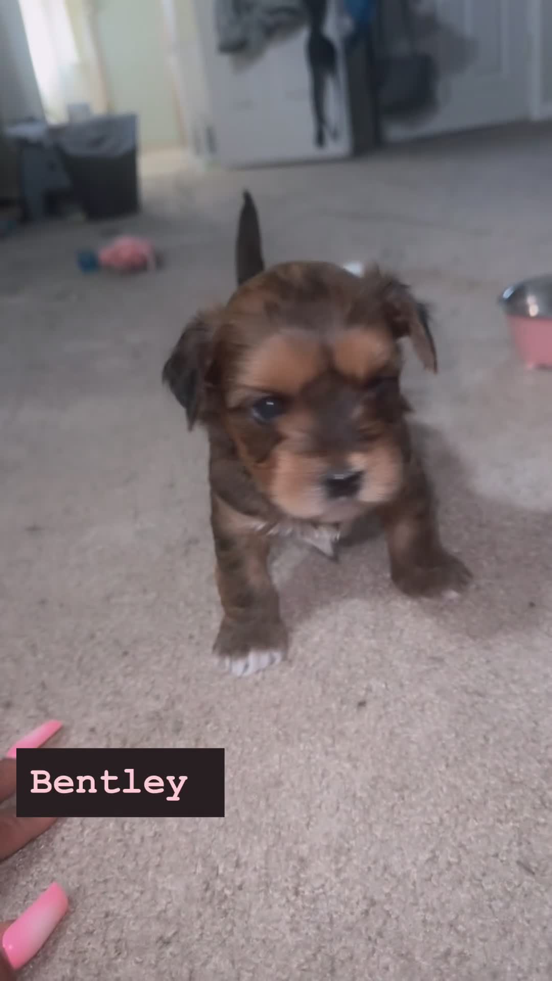 Mixed Breed dogs for sale: Bentley  - Video 1