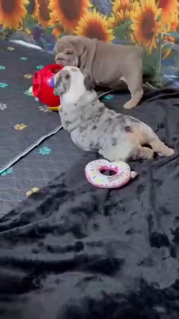 English Bulldog dogs for sale: ICE CUBE-TRI MERLE - Video 4