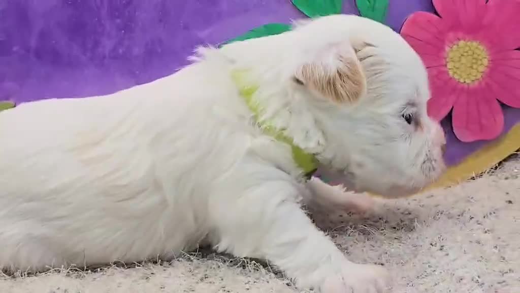 Yorkshire Terrier dogs for sale: Hudson - Video 2