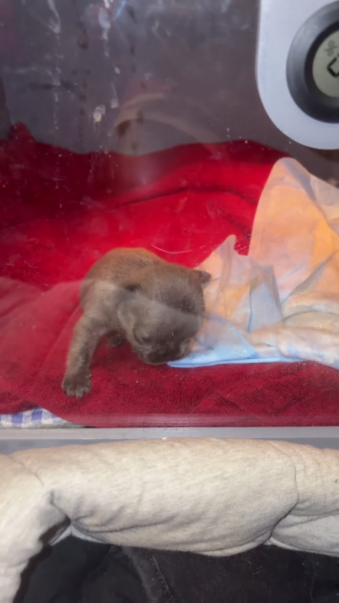 French Bulldog dogs for sale: Blue French Bulldog Puppy 2 - Video 1