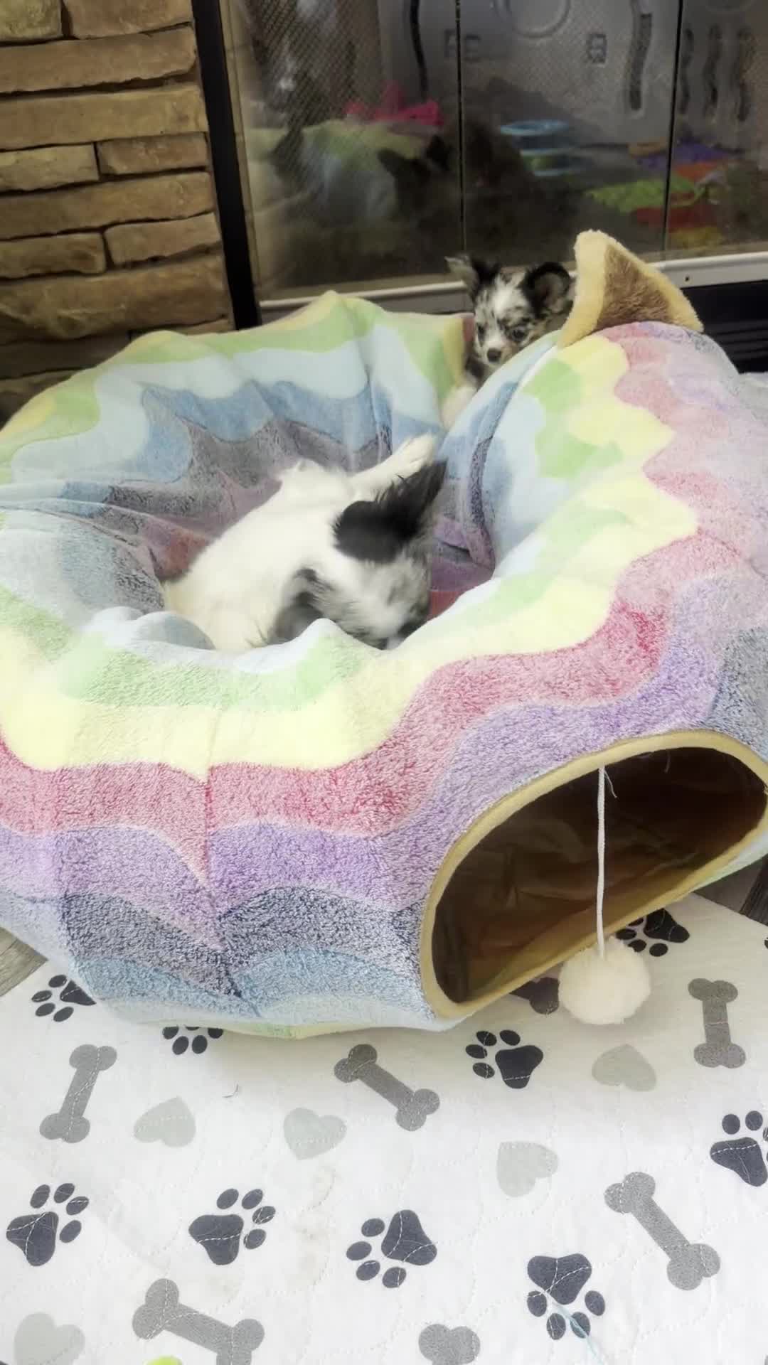Chihuahua dogs for sale: Rainbow Dash - Video 1
