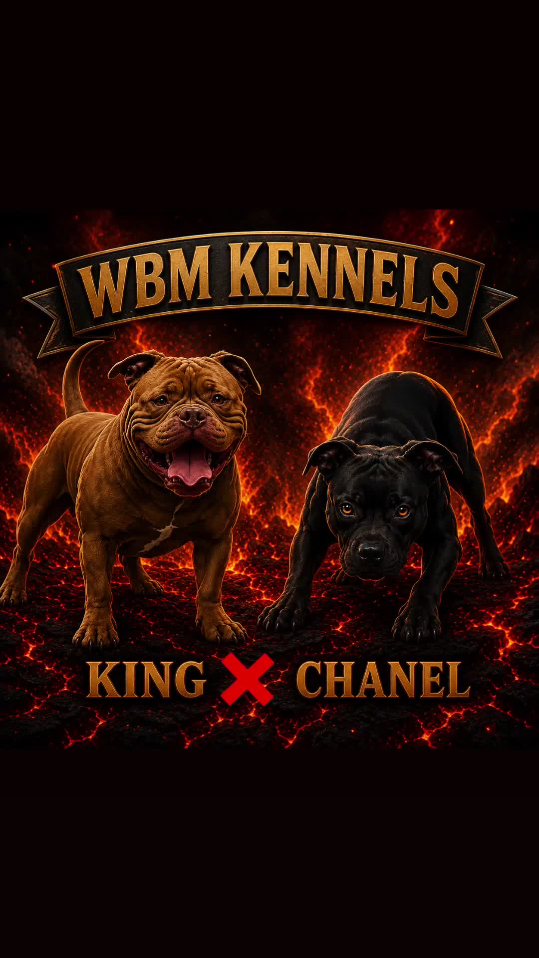 American Bully dogs for sale: American Bully Black Ghost Tri Male - Video 3