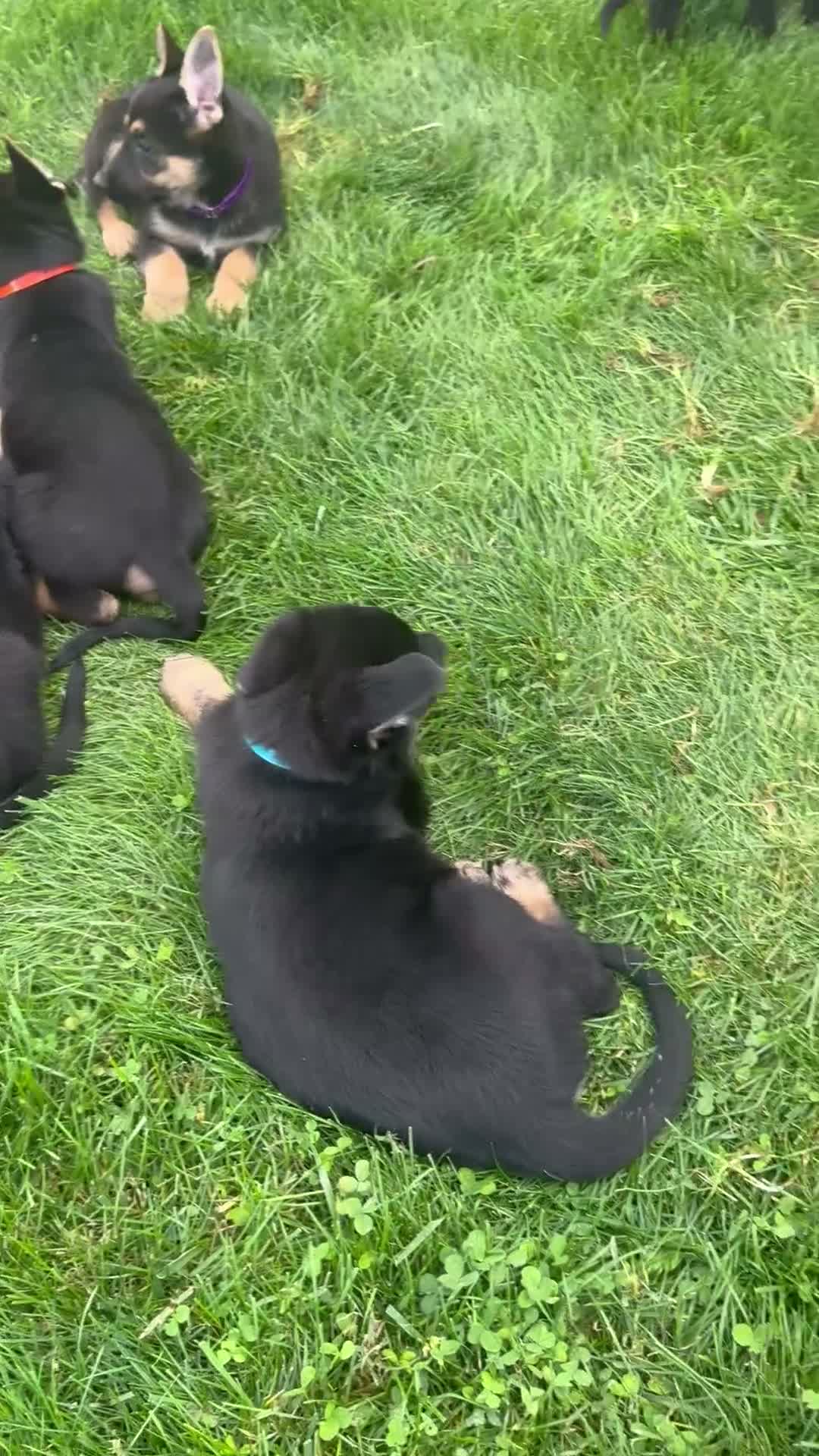 German Shepherd dogs for sale: Cinnamon  - Video 1