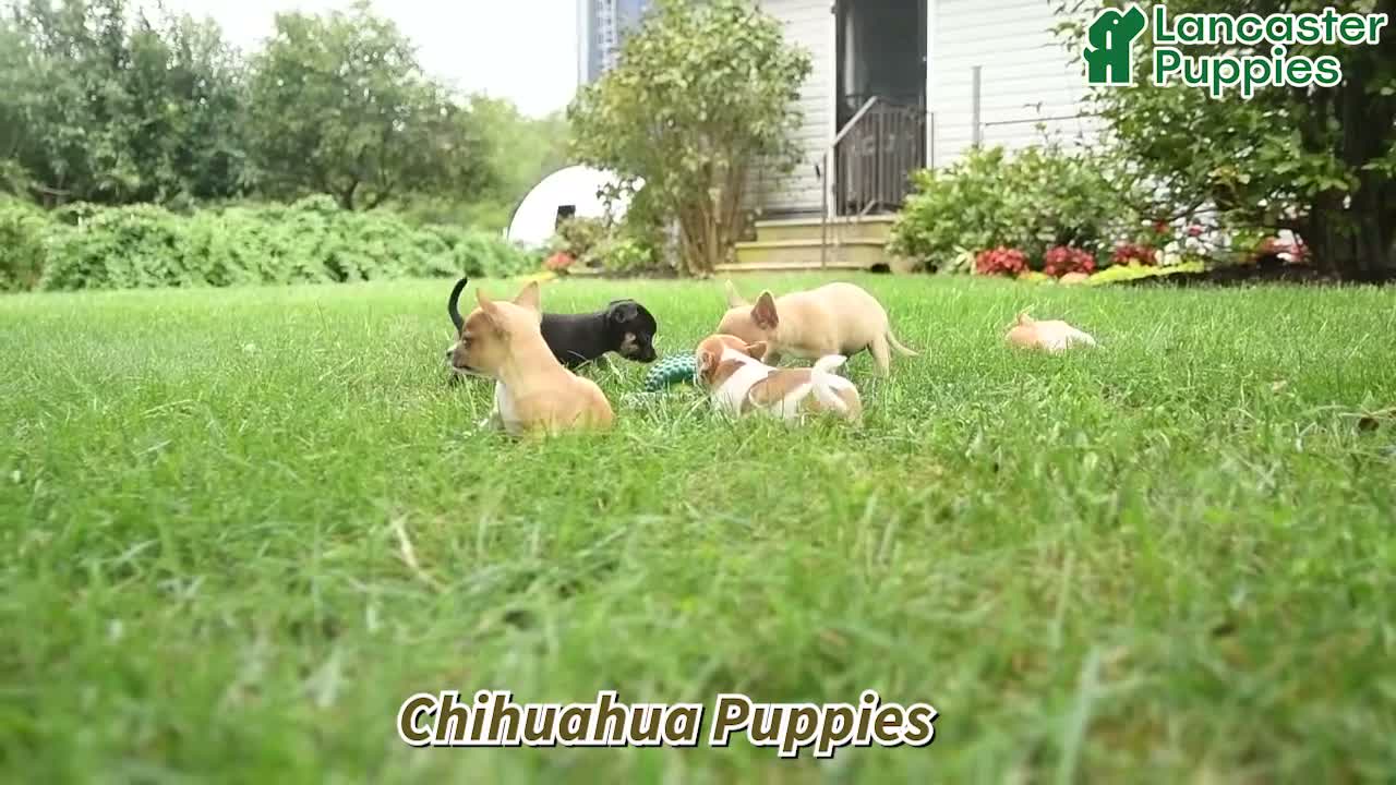 Chihuahua dogs for sale: Professor Tito - Video 1