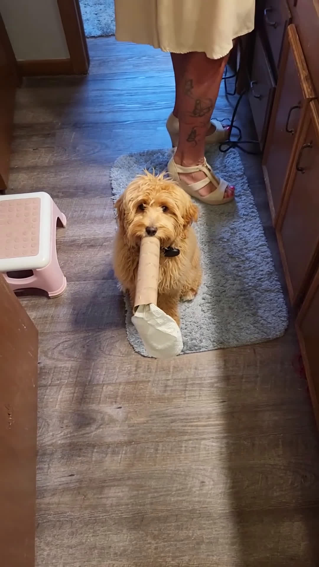 Mixed Breed dogs for sale: Milan Goldendoodle puppy - Video 1