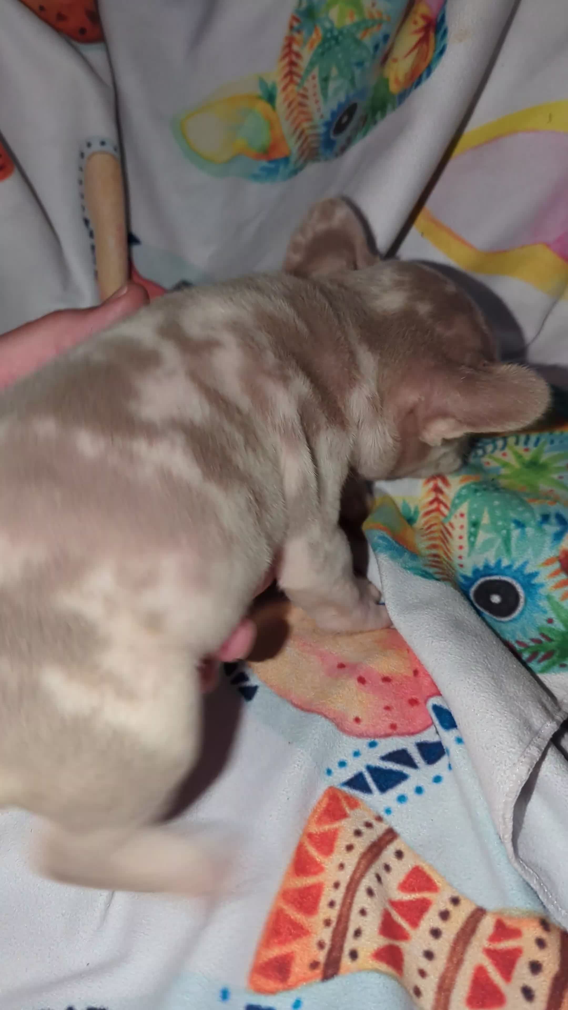 French Bulldog dogs for sale: New shade Isabella Merle  - Video 1