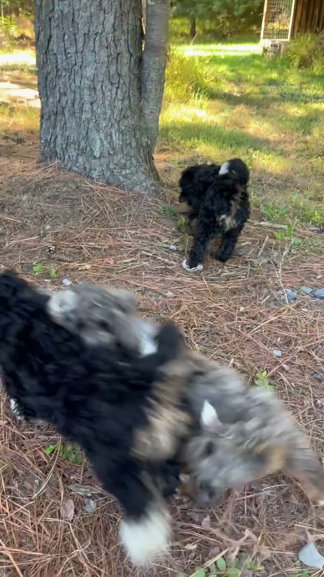 Mini Bernedoodle dogs for sale: Aspen - Video 1