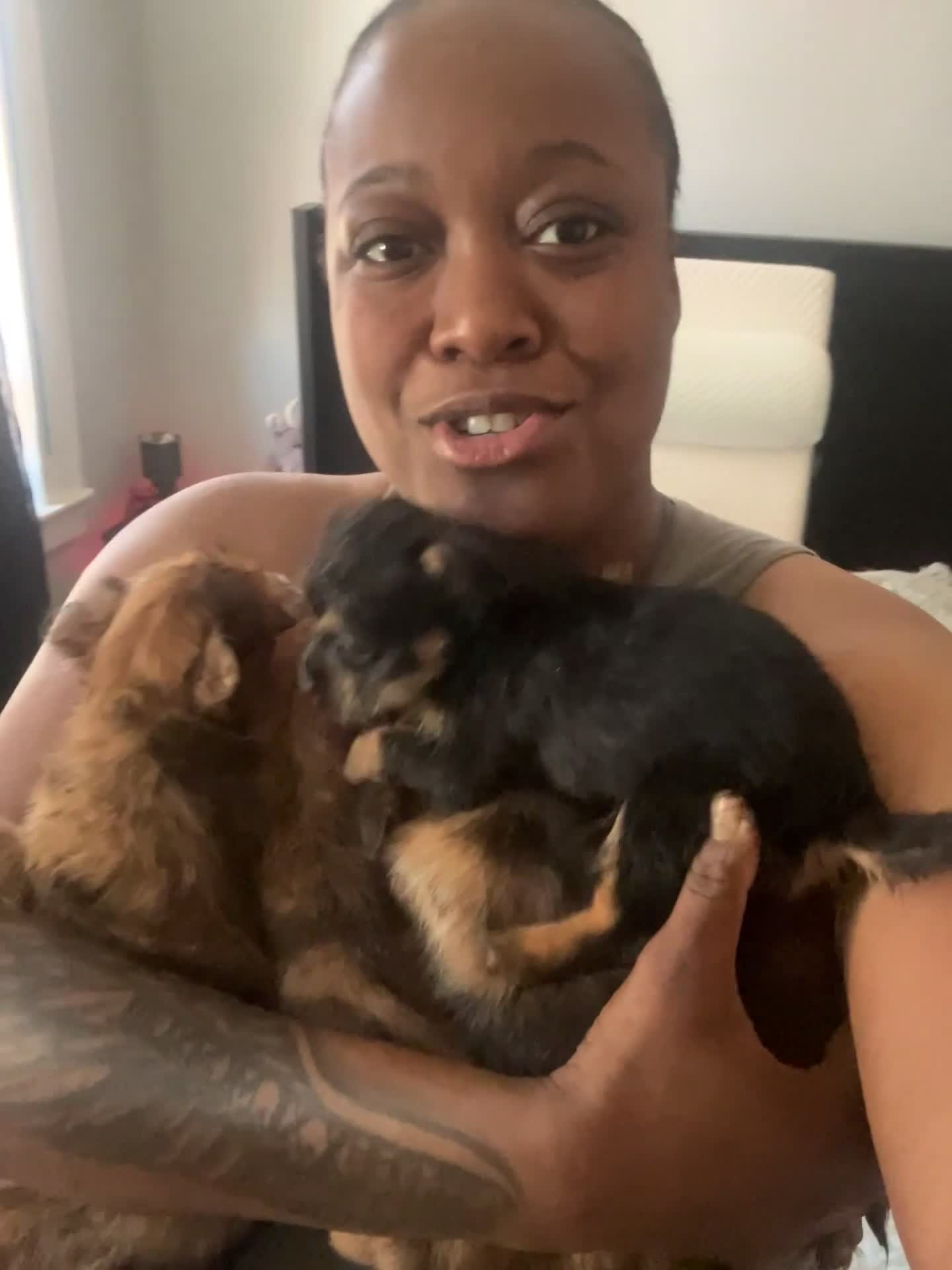 Mixed Breed dogs for sale: Stella - Video 4