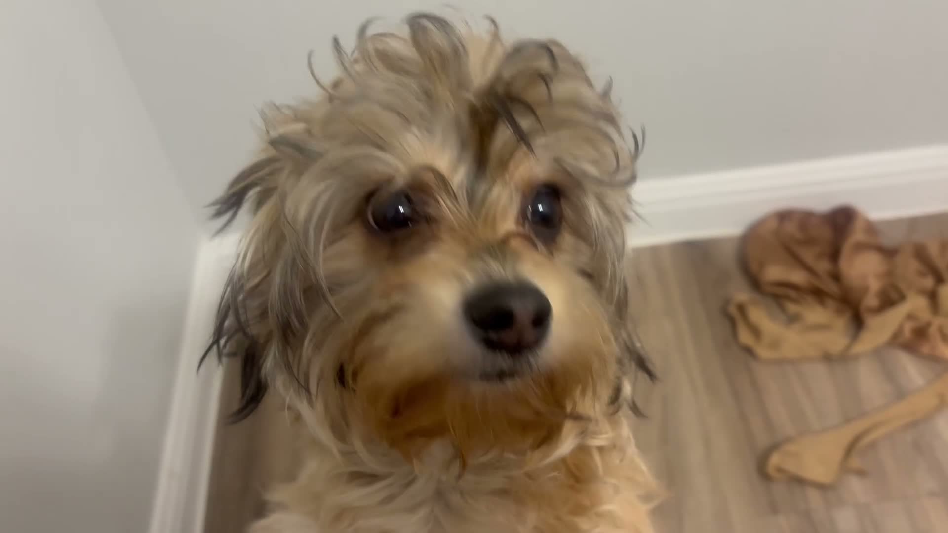 Yorkshire Terrier dogs for sale: Yorkshire Terrier 1 - Video 1