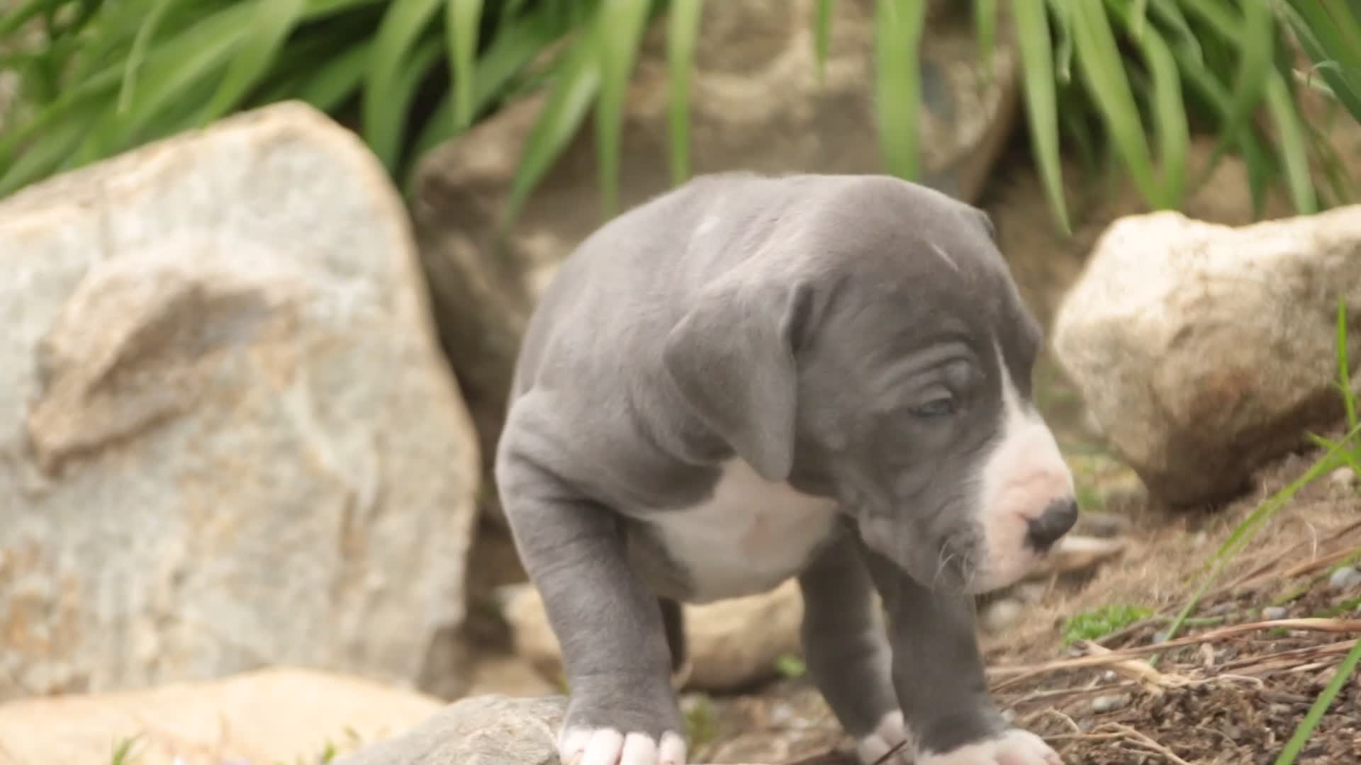 Great Dane dogs for sale: Hope - Video 1