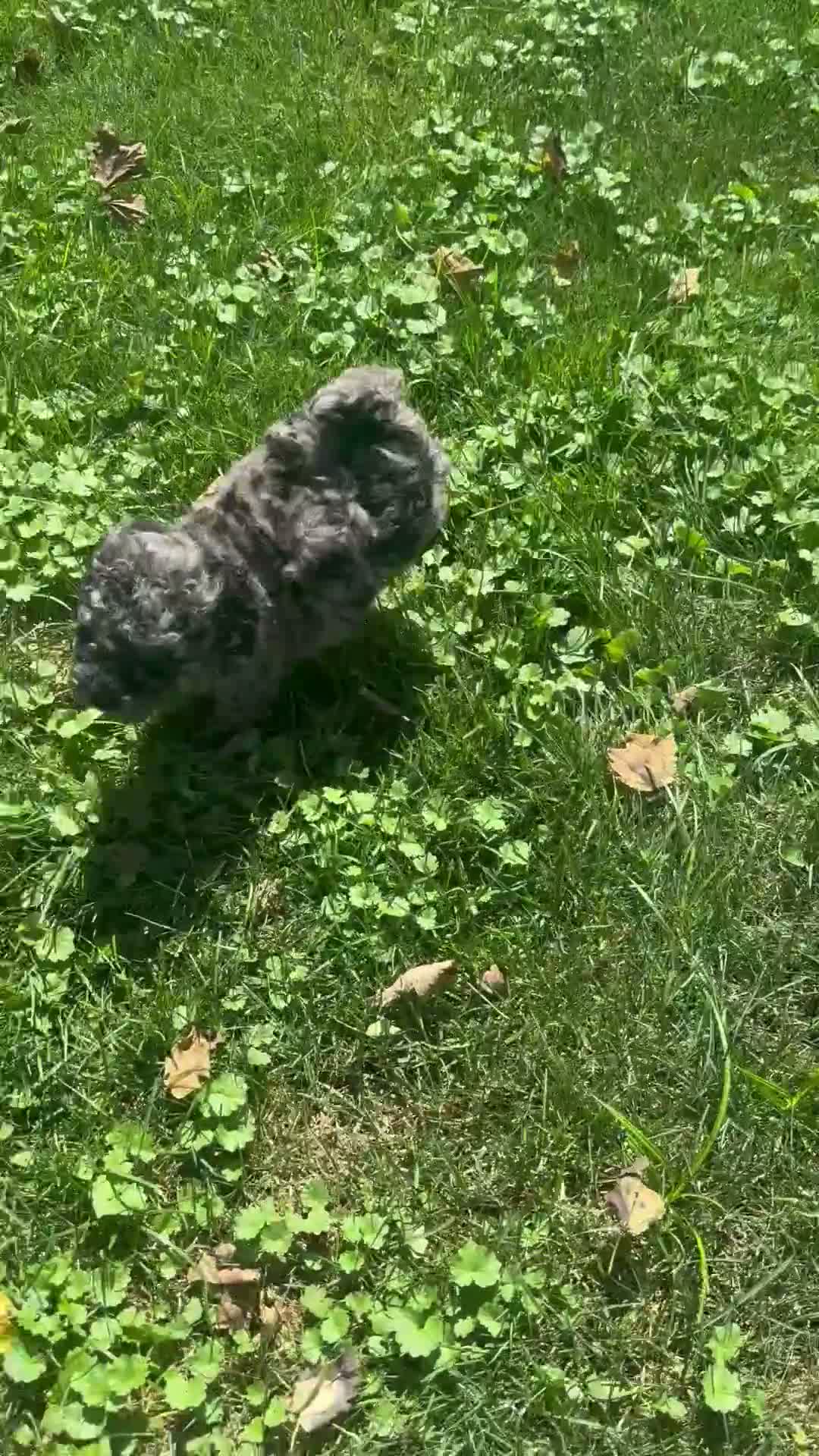Toy Poodle dogs for sale: Blake - Video 1