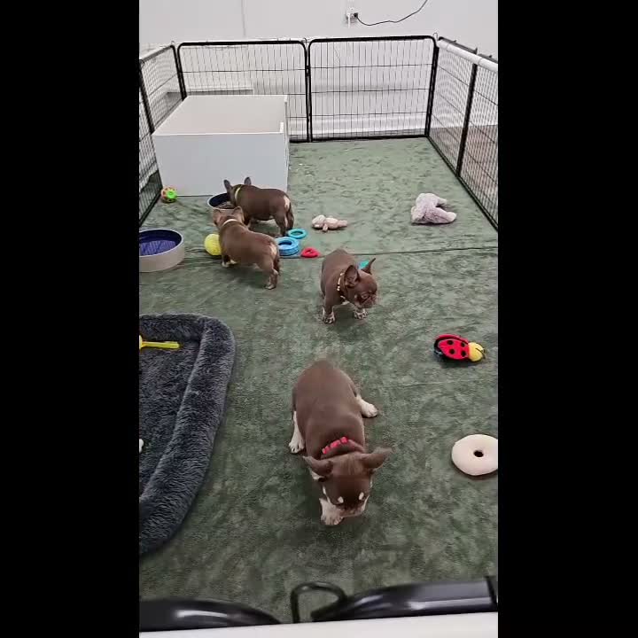 French Bulldog dogs for sale: Jerry - Video 2
