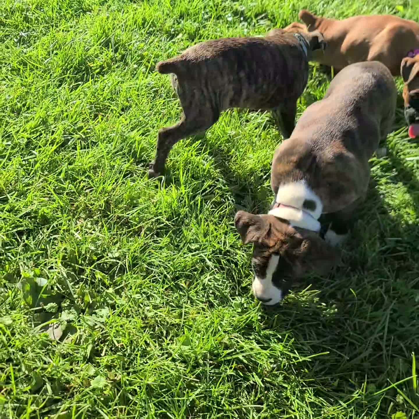 Boxer dogs for sale: Rascal Boxer mix - Video 1