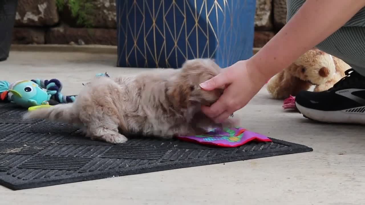 Maltipoo dogs for sale: Kolten - Video 1