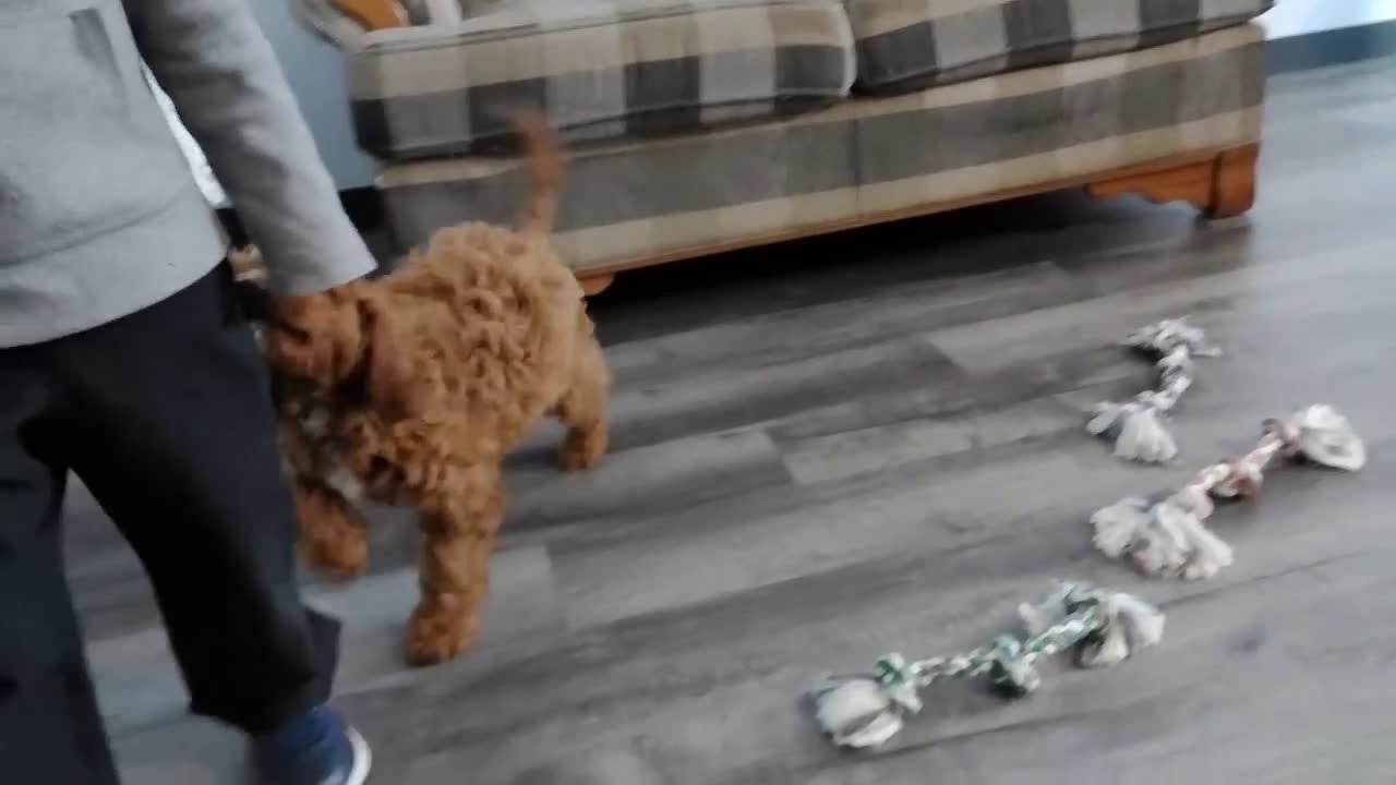 Cavapoo dogs for sale: Jax - Video 2
