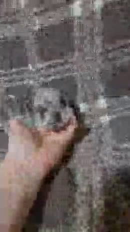 English Bulldog dogs for sale: English Bulldog Puppy 1 - Video 1