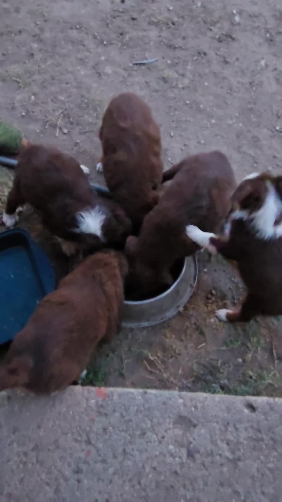 Australian Shepherd dogs for sale: Midget - Video 5
