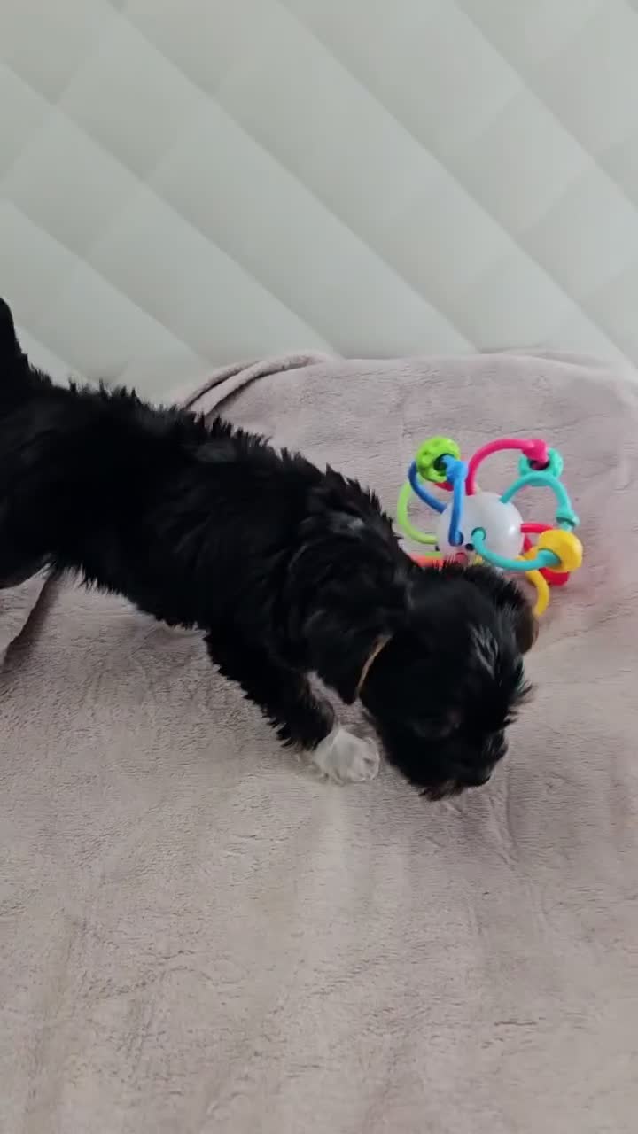 Yorkshire Terrier dogs for sale: Yorkshire Terrier 1 - Video 3