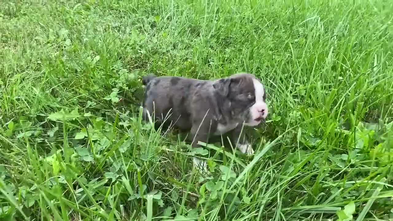 Boston Terrier dogs for sale: Gem - Video 1