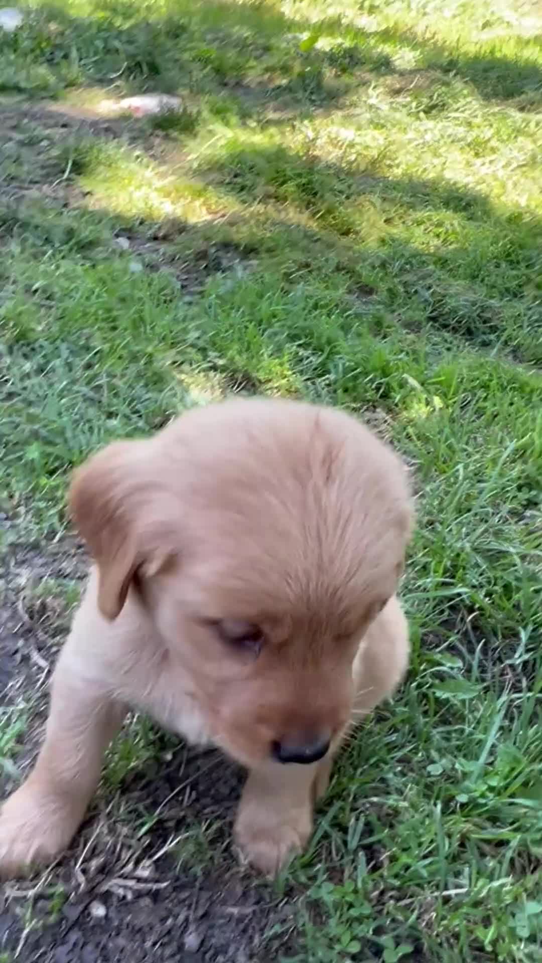 Golden Retriever dogs for sale: Golden Retriever 2 - Video 1