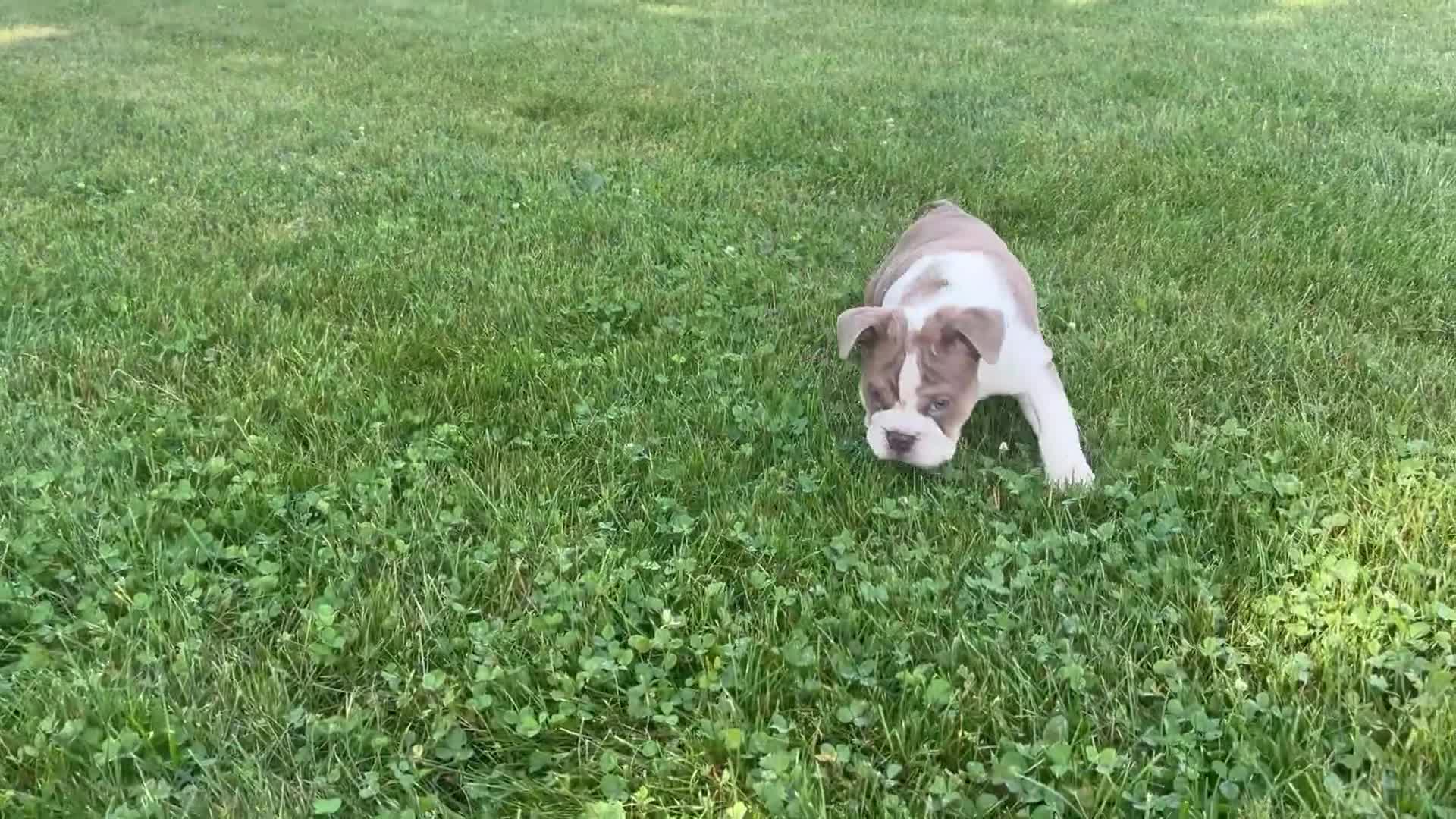 English Bulldog dogs for sale: Sampson  - Video 1