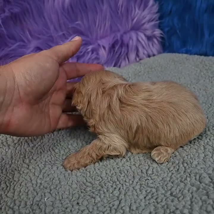 Cavapoo dogs for sale: Cavapoo 6 - Video 5