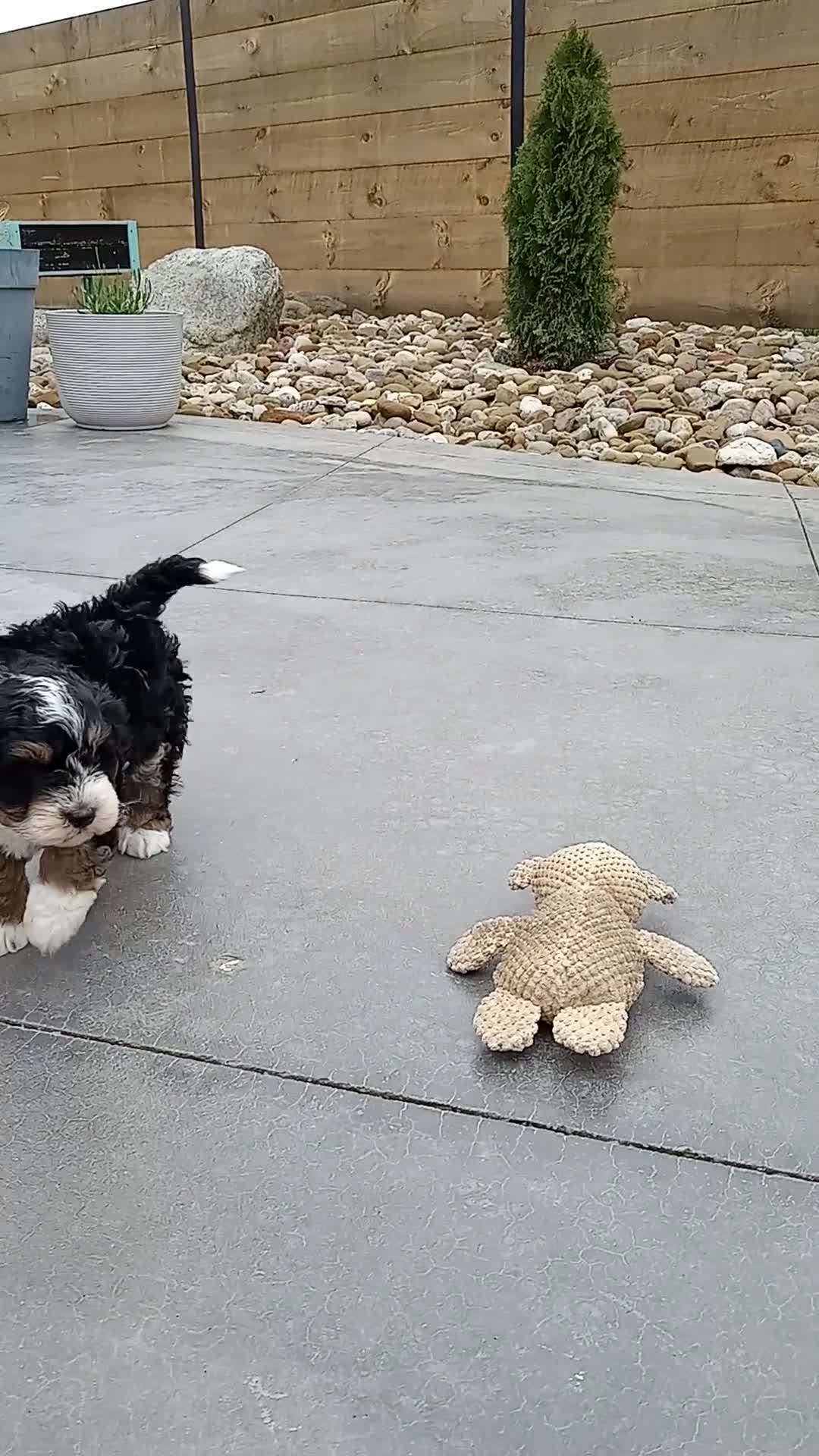 Mini Bernedoodle dogs for sale: Luca - Video 1