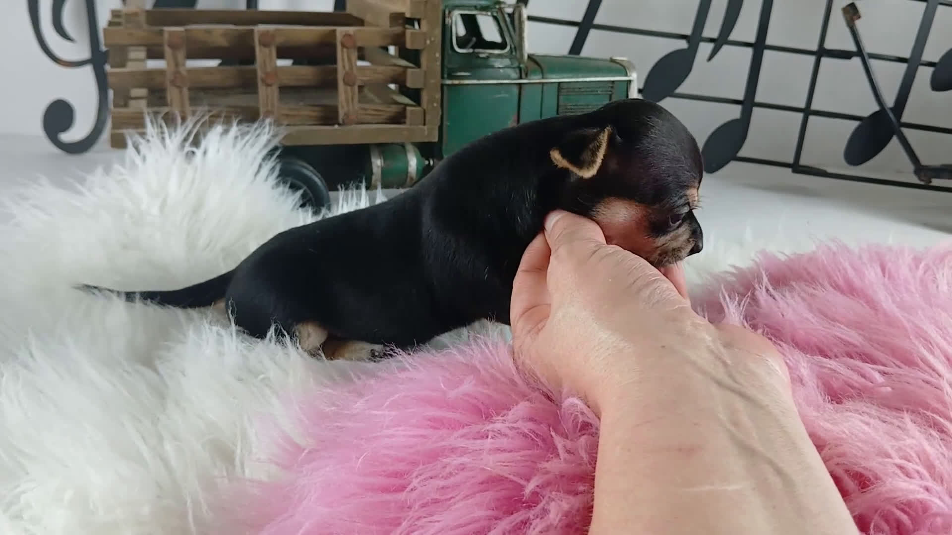 Chihuahua dogs for sale: Cece's blk tan girl, NATIONWIDE DELIVERY  - Video 1