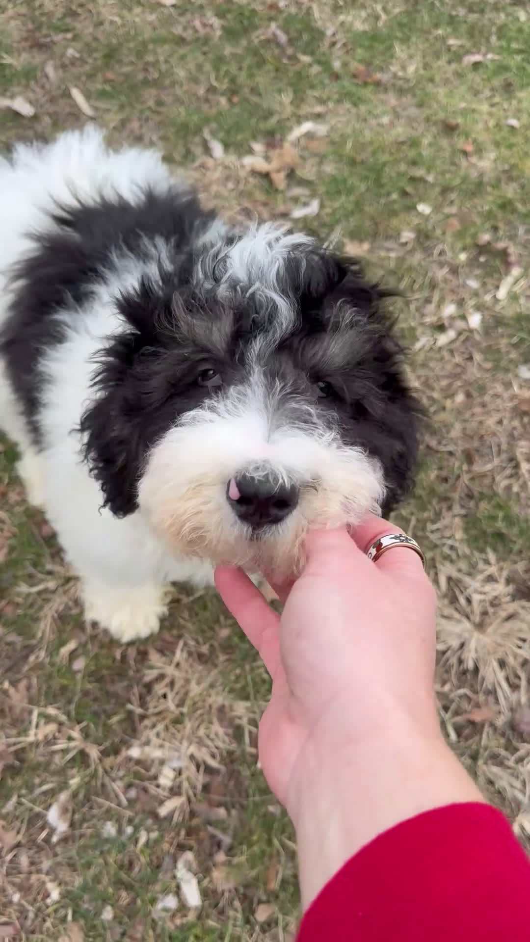 Mini Bernedoodle dogs for sale: Finnigan - Video 1