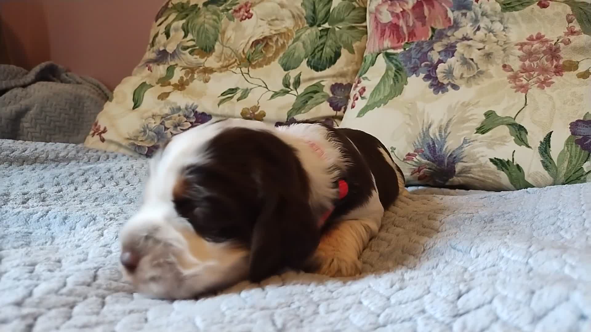 English Springer Spaniel dogs for sale: Amy - Video 2