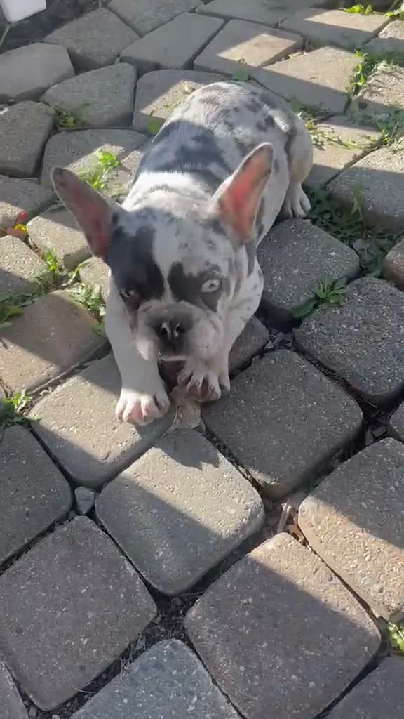 French Bulldog dogs for sale: French Bulldog 1 - Video 1