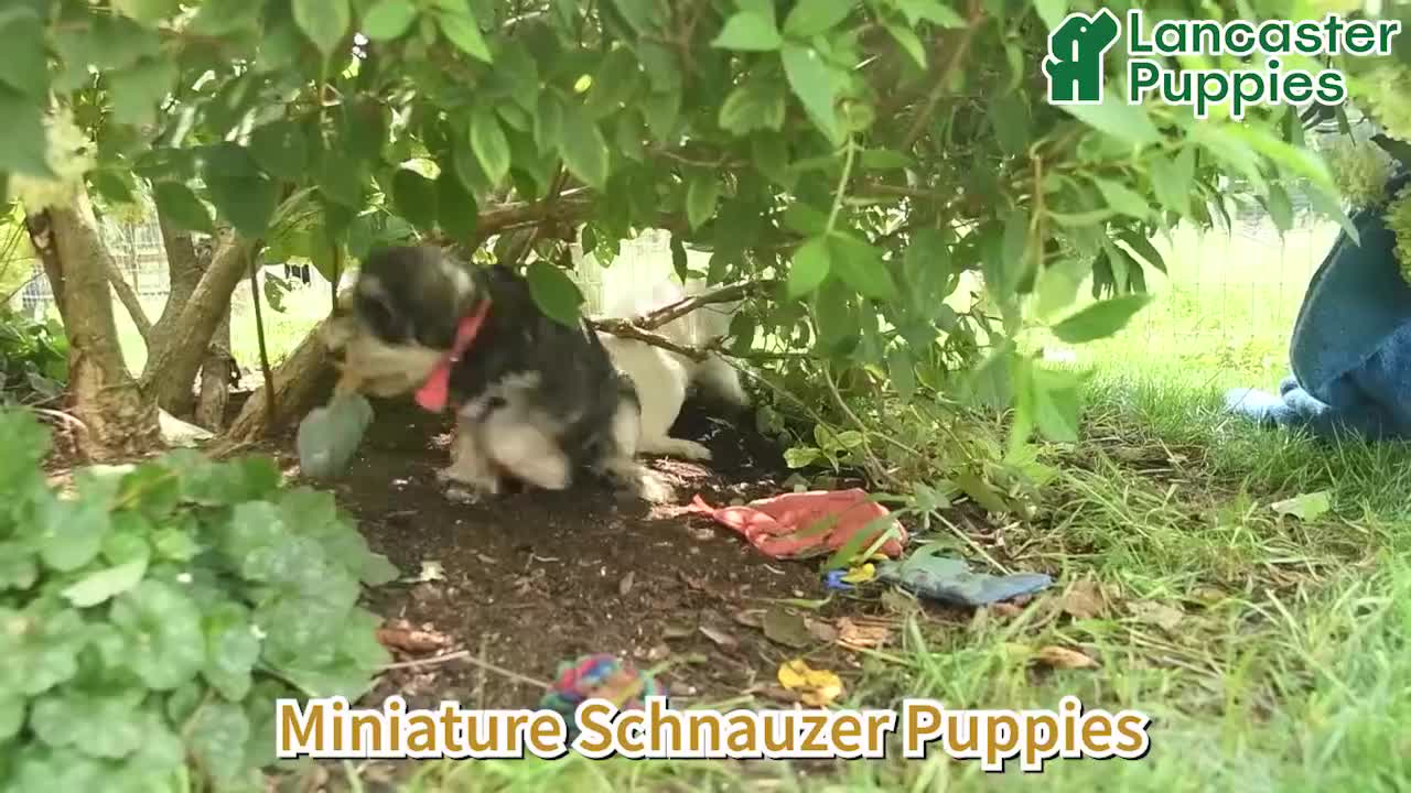 Miniature Schnauzer dogs for sale: Libby  - Video 1