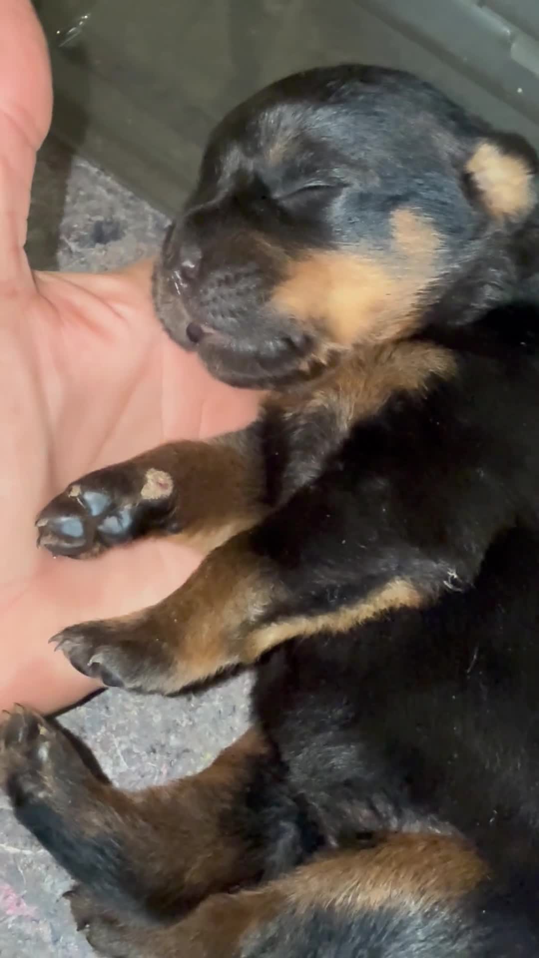 Rottweiler dogs for sale: Rottweiler Puppy 4 - Video 7