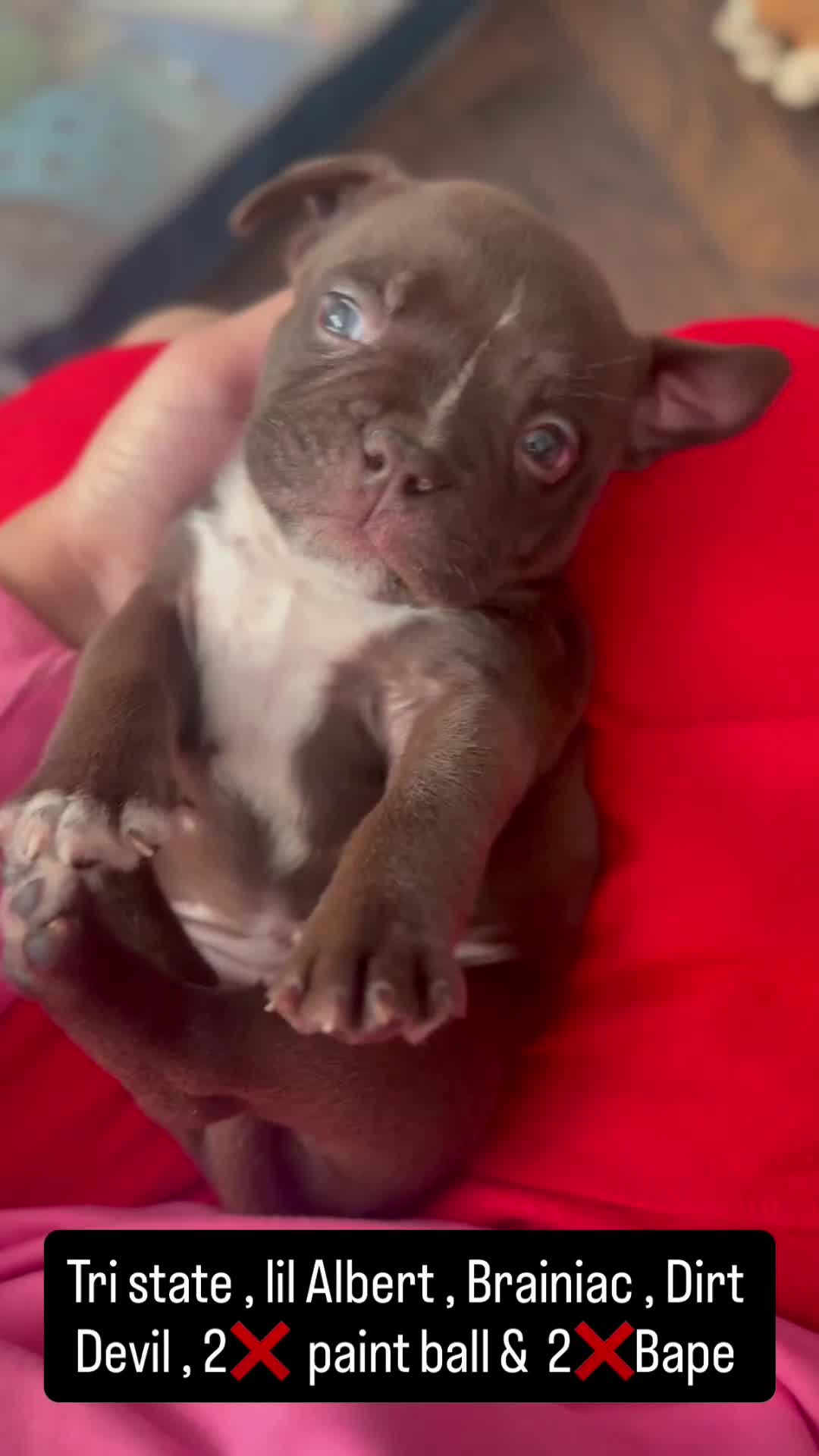 American Bully dogs for sale: American Bully Puppy 1 - Video 1