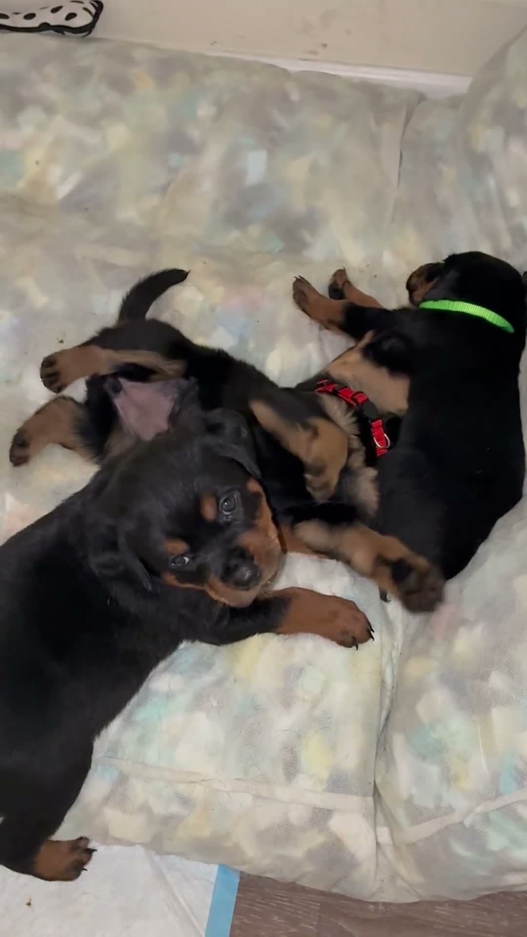 Rottweiler dogs for sale: Rottweiler 2 - Video 1