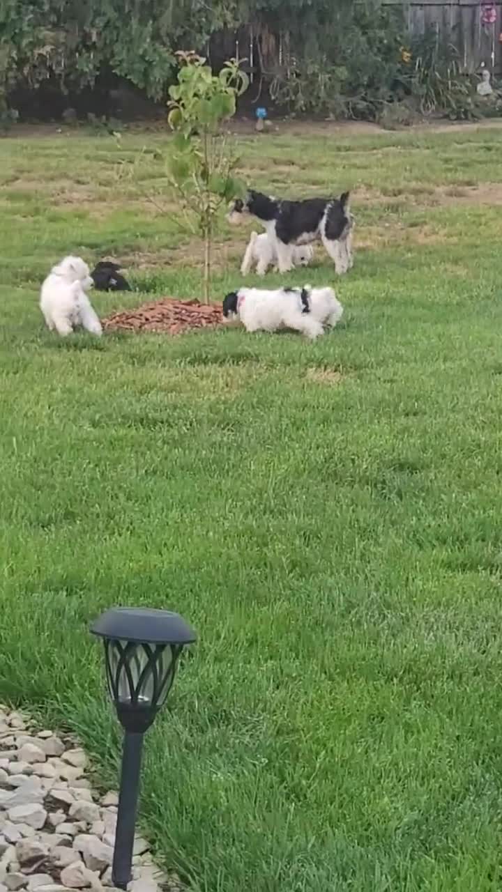 Miniature Schnauzer dogs for sale: AKCBruno - Video 1