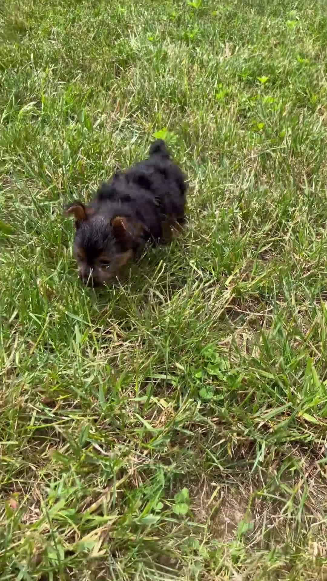 Yorkshire Terrier dogs for sale: Jodi - Video 1