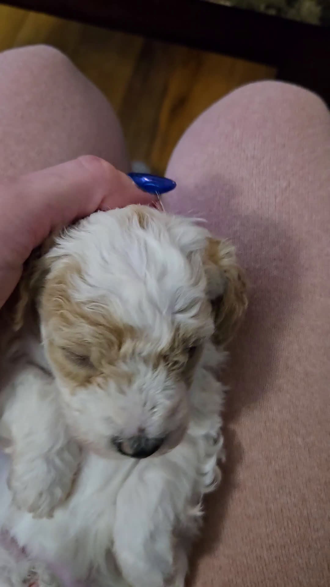 Miniature Poodle dogs for sale: Dancer - Video 1