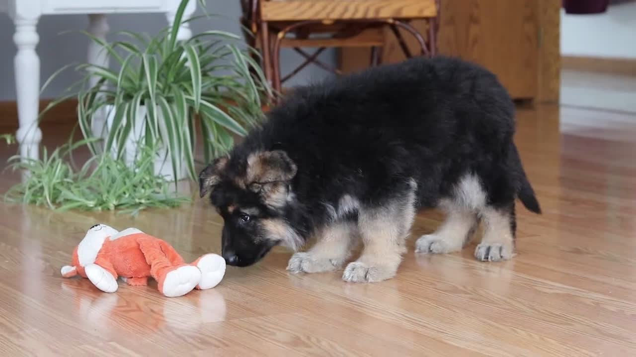 German Shepherd dogs for sale: Bingo - Video 3