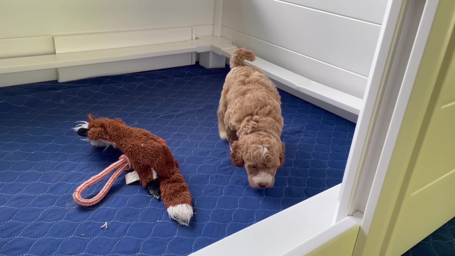 Mini Goldendoodle dogs for sale: Ms. Annabelle - Video 1