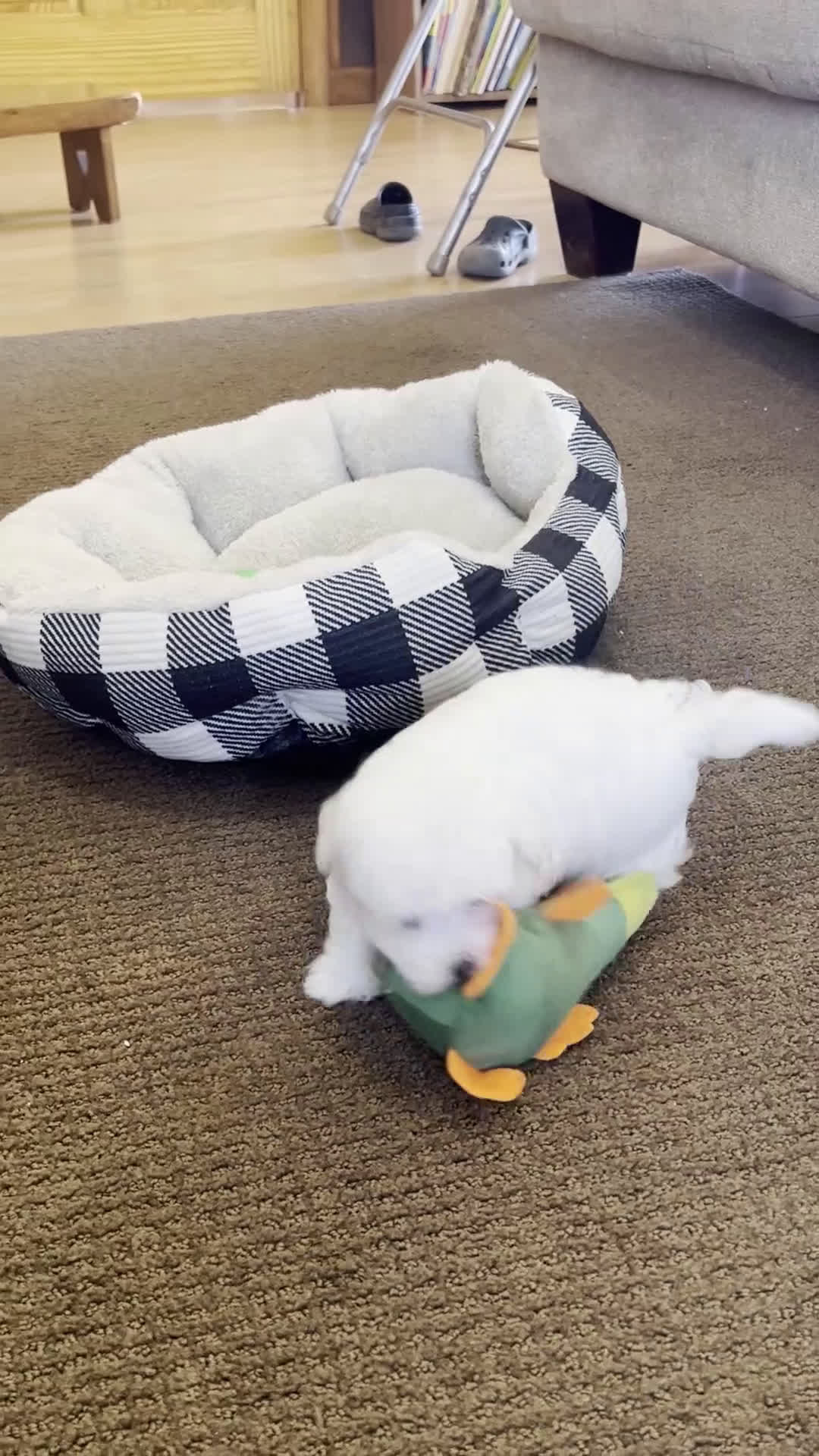 Maltese dogs for sale: Scotty - Video 1