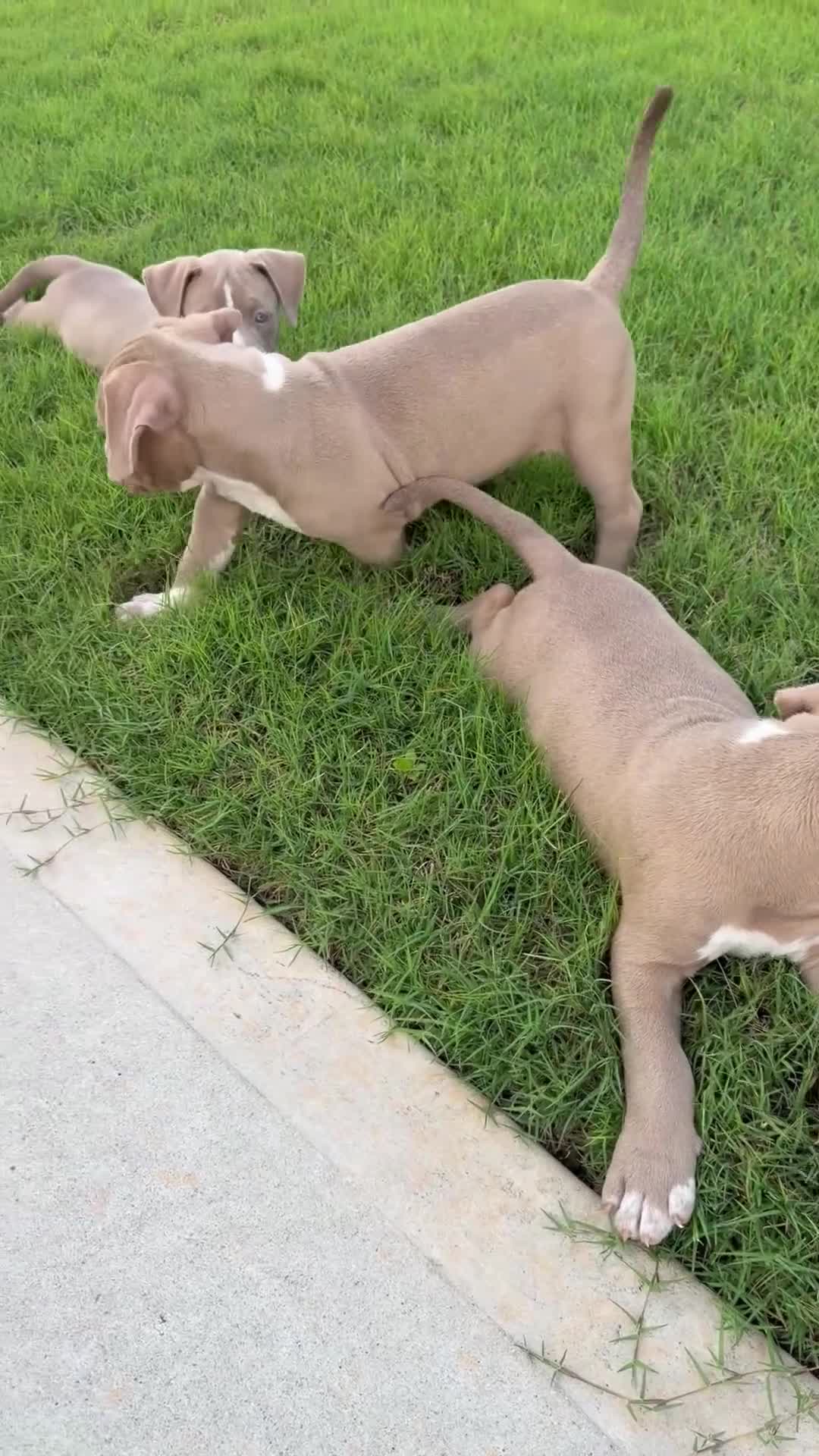 American Bully dogs for sale: American Bully Puppy 1 - Video 1